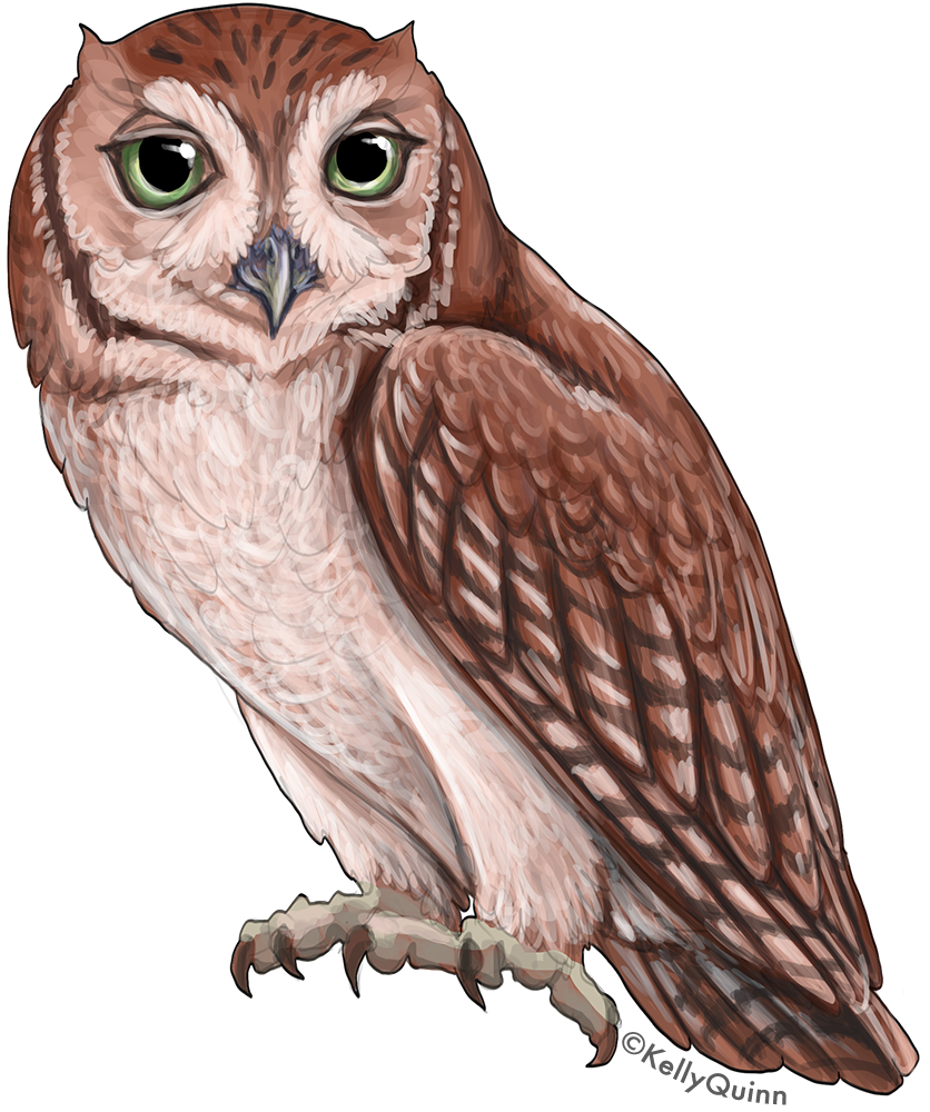 Eastern ScreechOwl